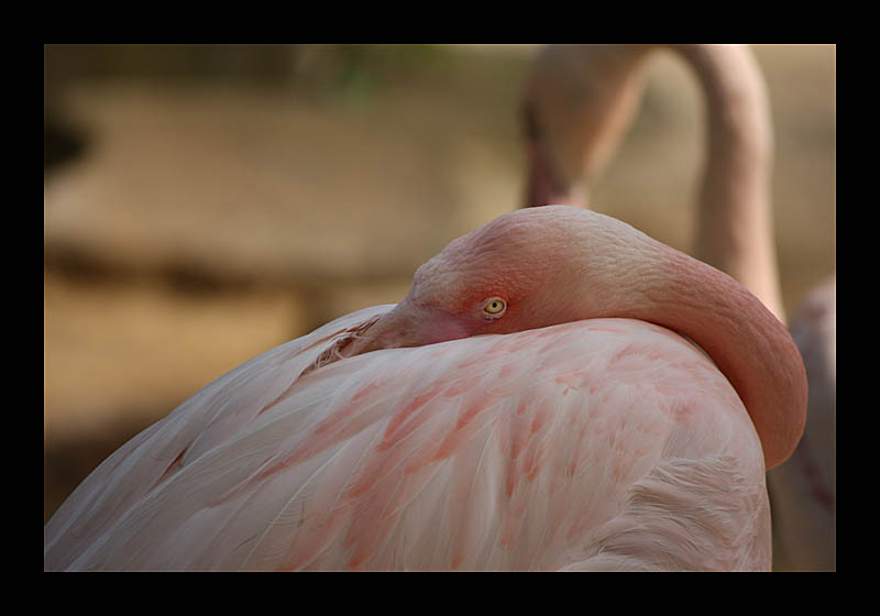 Aufgewacht (Tierpark, Bochum - Canon EOS 1000D)