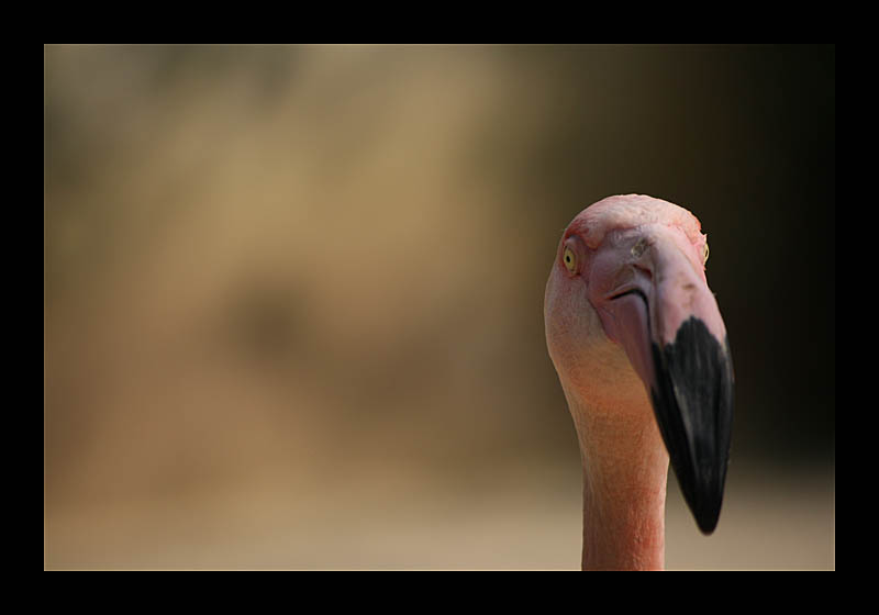 Gonzo (Tierpark, Bochum - Canon EOS 1000D)