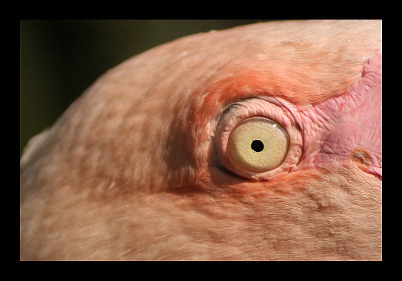 Pretty Flamingo? Warum eigentlich? (Tierpark, Bochum - Canon EOS 1000D)