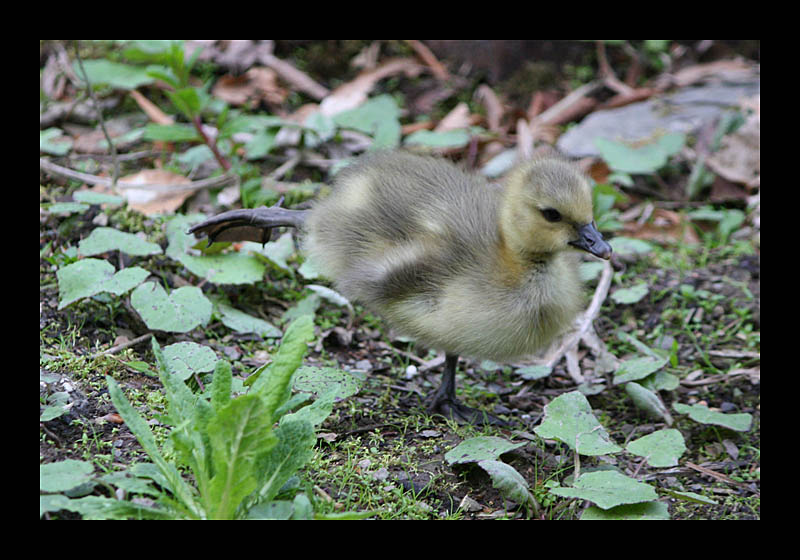 Gymnastik (Schlosspark, Bad Berleburg - Canon EOS 1000D)