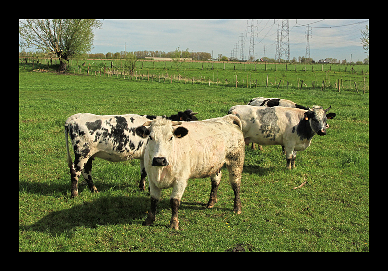 Publikum (Bei Deinze - Canon EOS 7D)