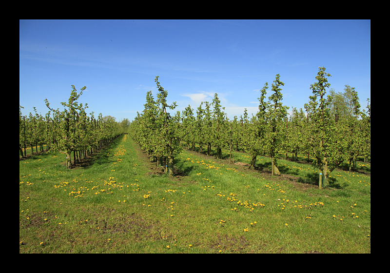 Obstbäume (Bei Deinze - Canon EOS 7D) 