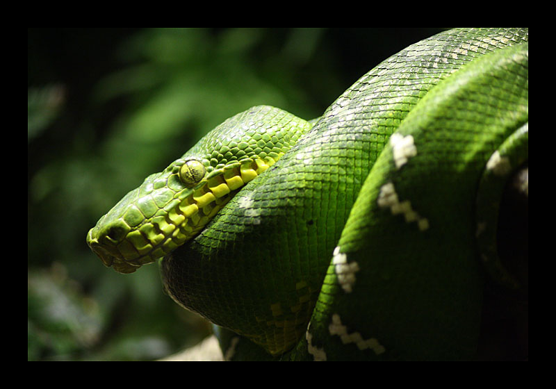 Einfach mal rumhängen (Tierpark, Bochum - Canon EOS 7D)