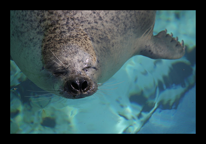 Nickerchen im Wasser (Tierpark, Bochum - Canon EOS 7D)