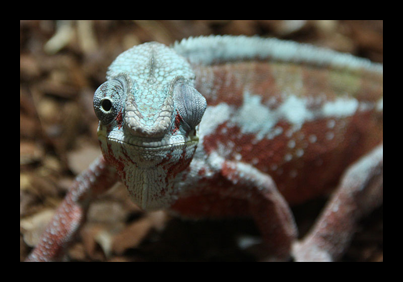 Was kuckst Du? (Tierpark, Bochum - Canon EOS 7D)