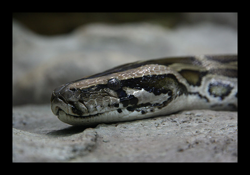 Grinseschlange (Tierpark, Bochum - Canon EOS 7D)