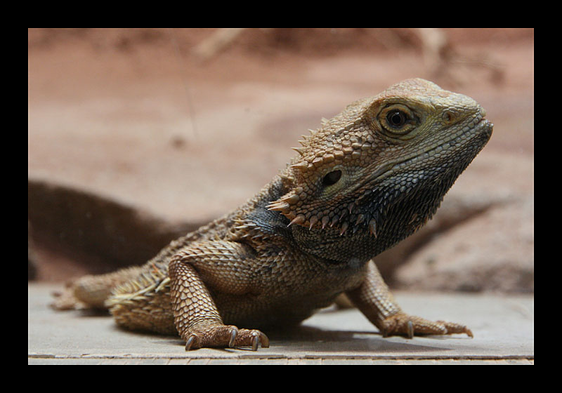 Minidrache (Tierpark, Bochum - Canon EOS 7D)