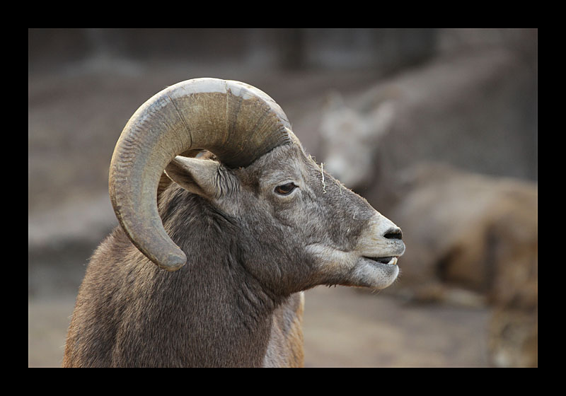 Zähne zeigen (Burgers Zoo, Arnheim - Canon EOS 7D)