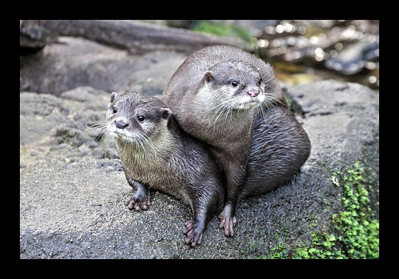 Kleine Rabauken (Burgers Zoo, Arnheim - Canon EOS 7D)