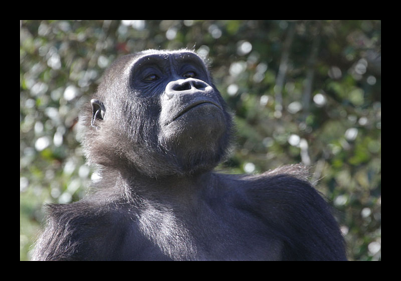 Wer ist hier der Boss? (Burgers Zoo, Arnheim - Canon EOS 7D)