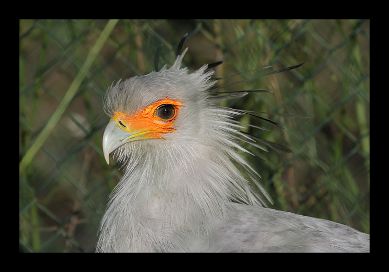 Herr Sekretär (Burgers Zoo, Arnheim - Canon EOS 7D)