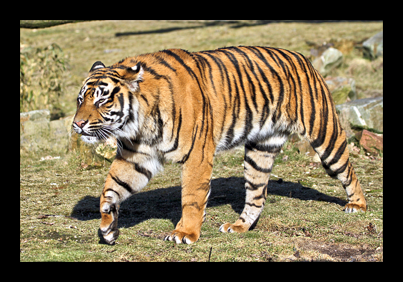 Auf der Pirsch (Burgers Zoo, Arnheim - Canon EOS 7D)