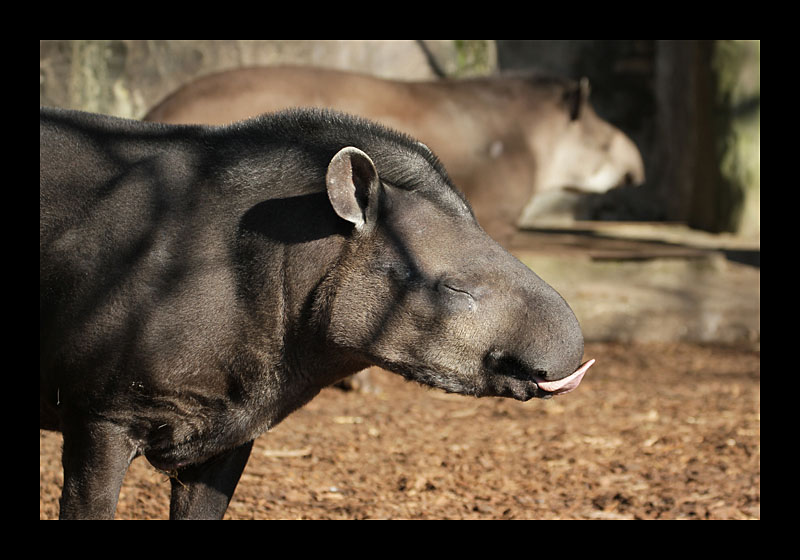 Das war lecker (Burgers Zoo, Arnheim - Canon EOS 7D)