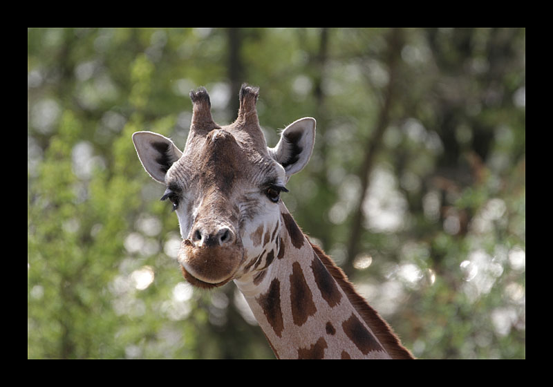 Keep smiling (Zoom Erlebniswelt, Gelsenkirchen - Canon EOS 7D)