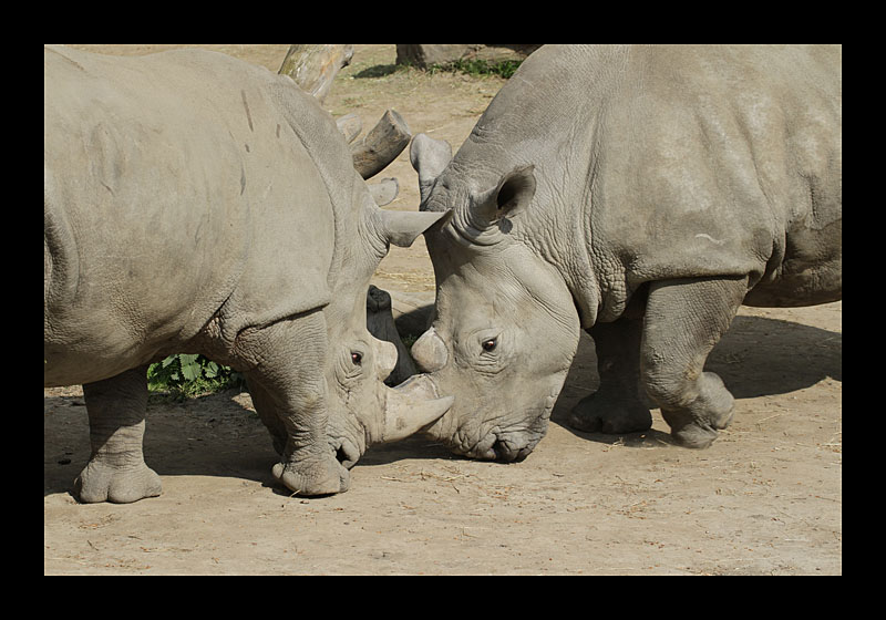 Geh weg (Zoo, Dortmund - Canon EOS 7D)