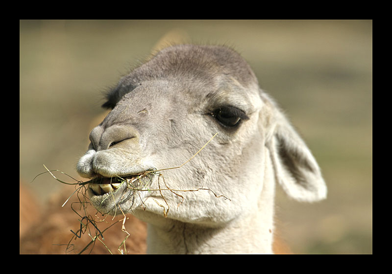 Ich mag mein Grünzeug (Zoo, Dortmund - Canon EOS 7D)