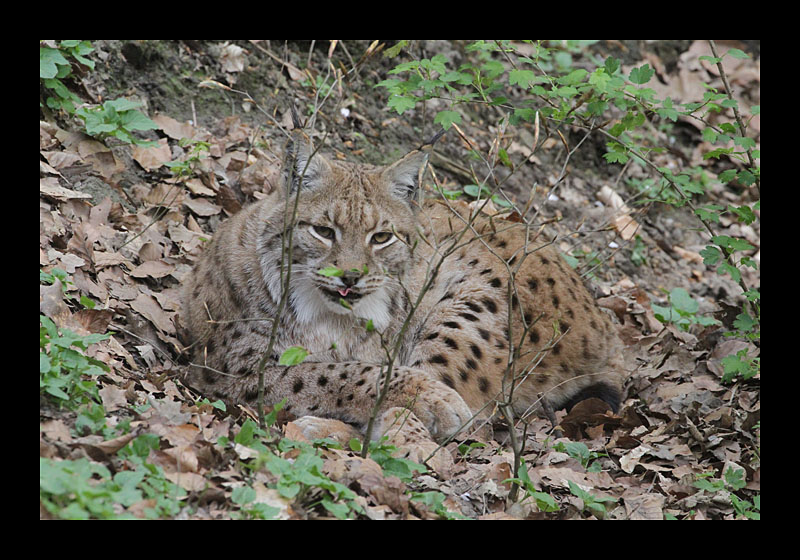 Alles im Blick (Zoo, Dortmund - Canon EOS 7D)