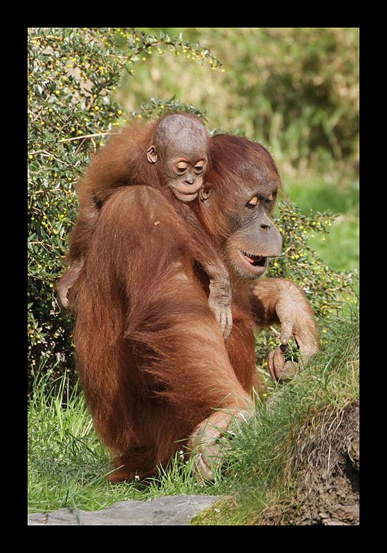 Lass mich auch mal (Zoo, Dortmund - Canon EOS 7D)