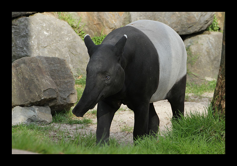 Immer der Nase nach (Zoo, Dortmund - Canon EOS 7D)