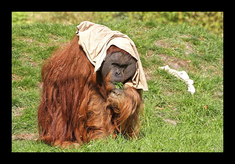 Neuste Hutmode (Zoo, Dortmund - Canon EOS 7D)