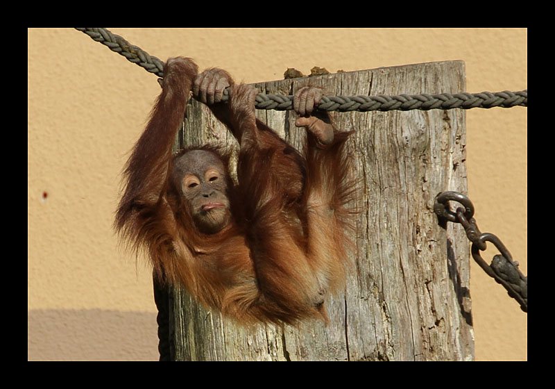 Ich wäre lieber ein Faultier (Zoo, Dortmund - Canon EOS 7D)