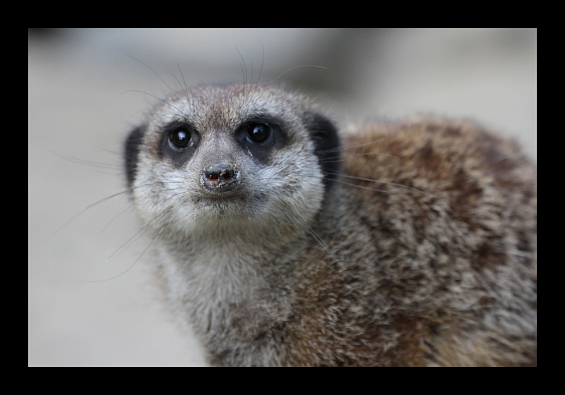 Aufgepasst (Zoo, Dortmund - Canon EOS 7D)