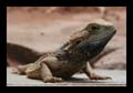 2009_10_26_tierpark_285