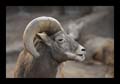2011_03_04-07_holland_03_arnheim_zoo_040
