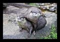 2011_03_04-07_holland_03_arnheim_zoo_067