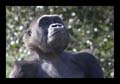 2011_03_04-07_holland_03_arnheim_zoo_118