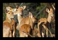 2011_03_04-07_holland_03_arnheim_zoo_160