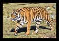 2011_03_04-07_holland_03_arnheim_zoo_176