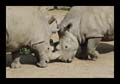 2011_04_17_zoo_dortmund_004