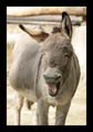 2011_04_17_zoo_dortmund_080