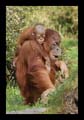 2011_04_17_zoo_dortmund_102