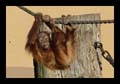 2011_04_17_zoo_dortmund_128