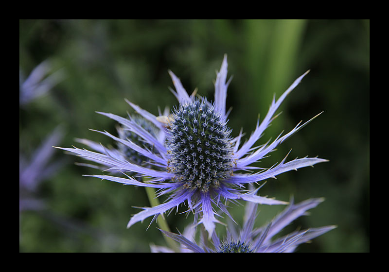 Powerscourt Gardens (Irland - Canon EOS 7D)