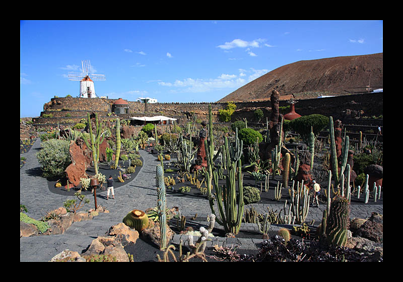 Pflanzenwelt (Kaktusgarten, Lanzarote - Canon EOS 1000D)