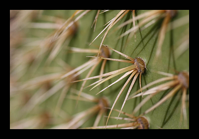 Stacheln (Kaktusgarten, Lanzarote - Canon EOS 1000D)