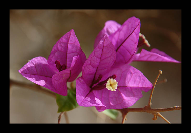 Blüten (Museo Agrícola El Patio, Lanzarote - Canon EOS 1000D)