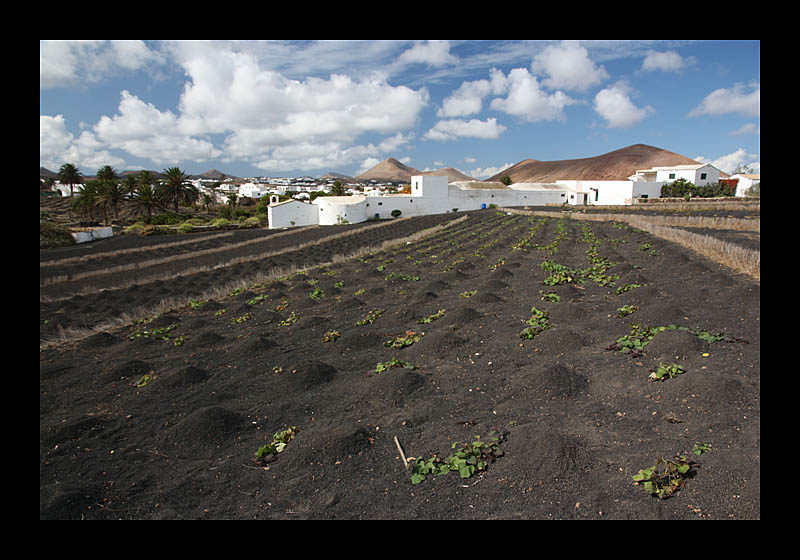 Landwirtschaft auf Asche (Museo Agrícola El Patio, Lanzarote - Canon EOS 1000D)