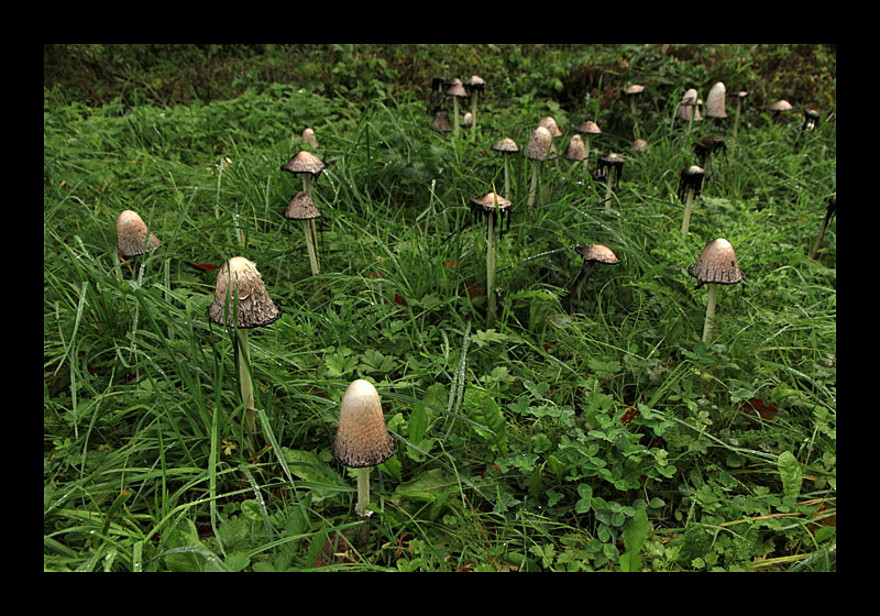 Pilzsaison (Müllerthal-Trail, Luxemburg - Canon EOS 7D)