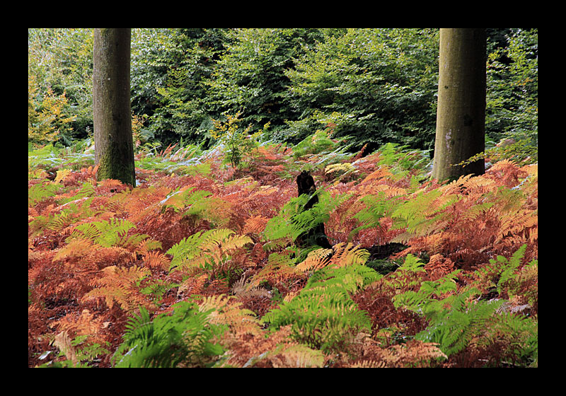 Baum - Farn (Echternach, Luxemburg - Canon EOS 7D)