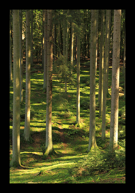 Geheime Pfade (Echternach, Luxemburg - Canon EOS 7D)