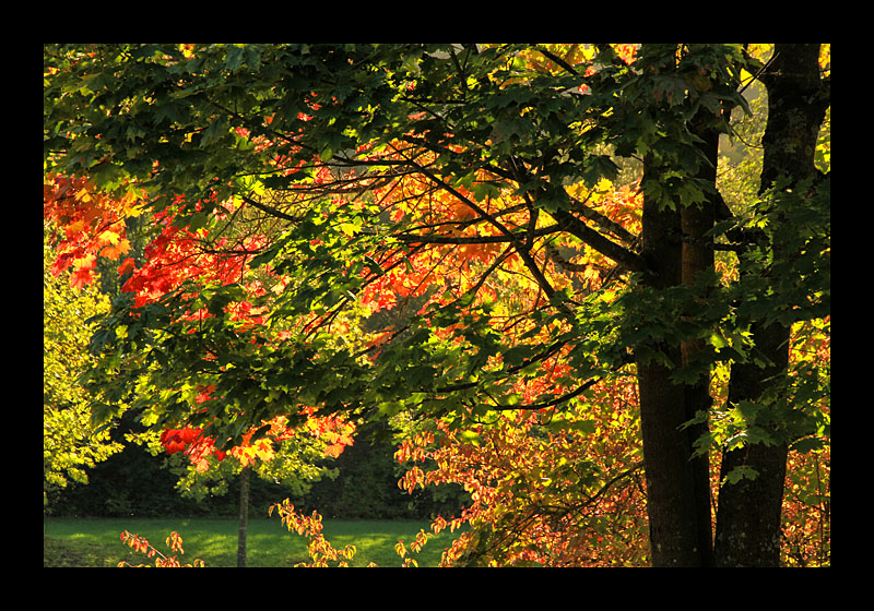 Laubsaison (Echternach, Luxemburg - Canon EOS 7D)