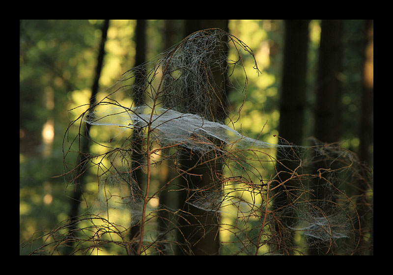 Spinnenetze (Müllerthal-Trail, Luxemburg - Canon EOS 7D)