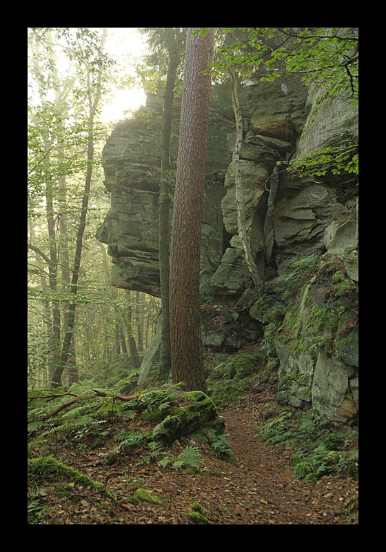 Felsengesicht (Müllerthal-Trail, Luxemburg - Canon EOS 7D)