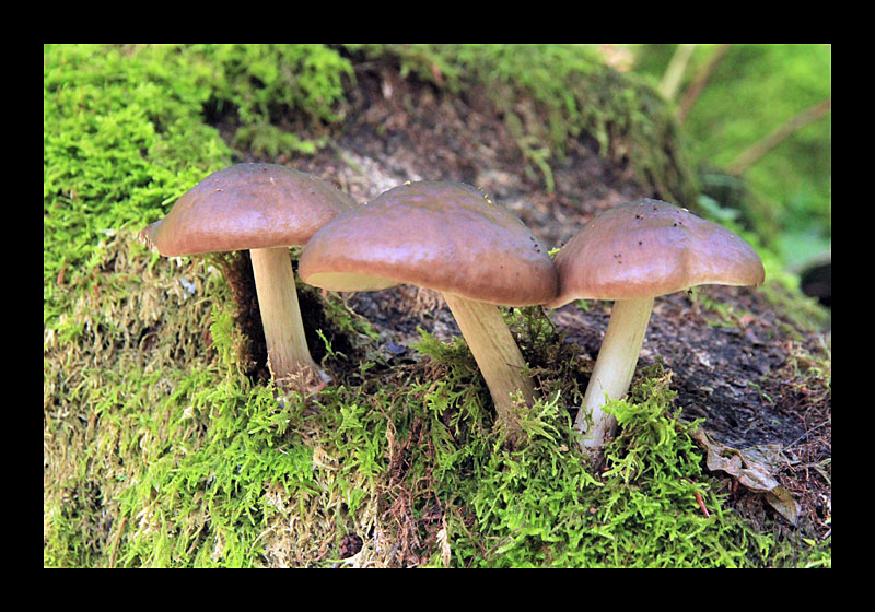 Essbar? (Müllerthal-Trail, Luxemburg - Canon EOS 7D)