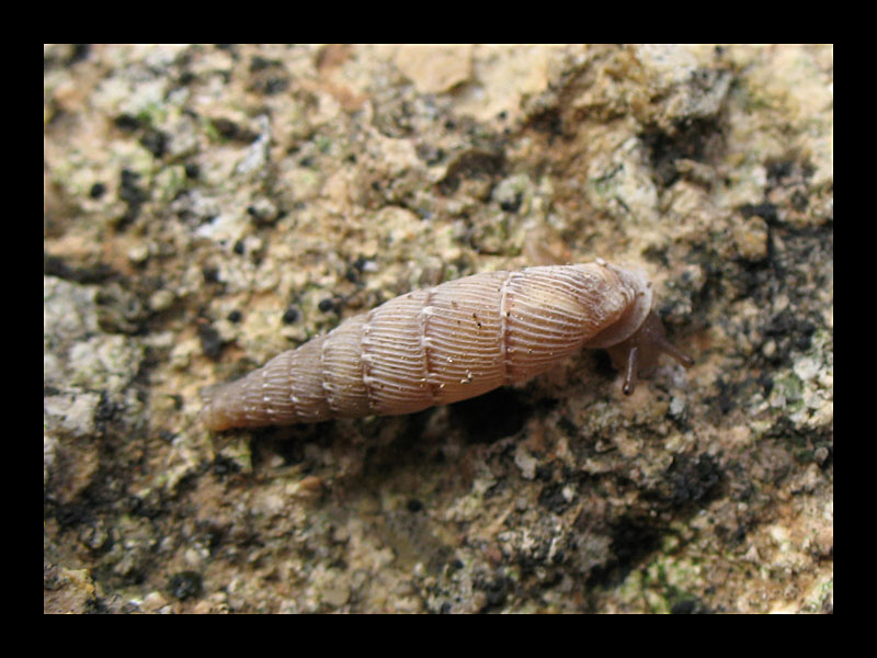 Schnecke (Deia, Canon PowerShot A 640)