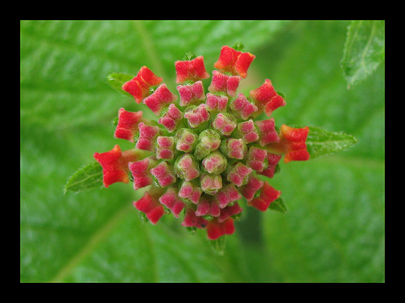 Knospen (Deia, Canon PowerShot A 640)